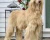 Afghan Hound