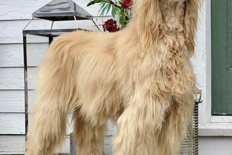 Afghan Hound