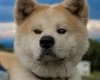 Akita