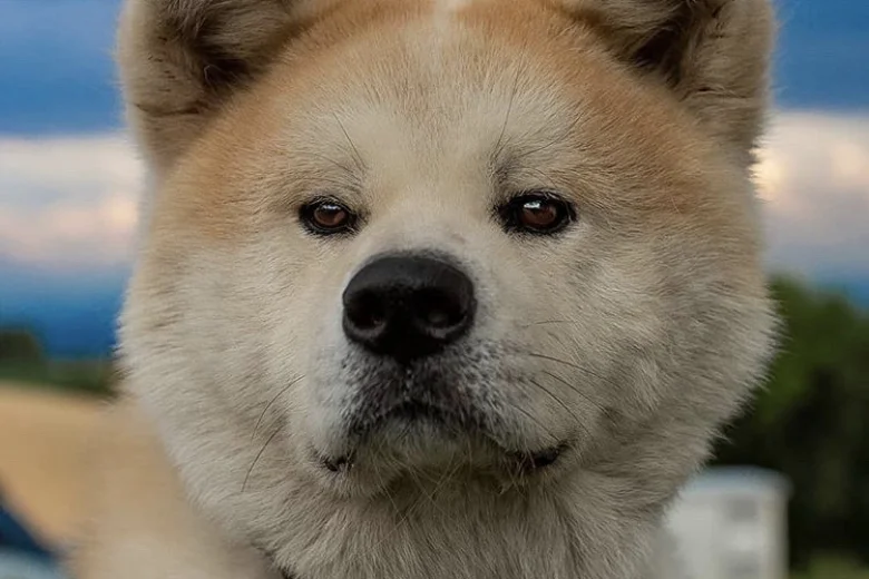 Akita