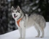Alaskan Malamute