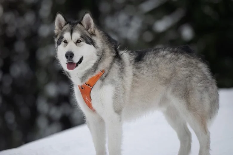 Alaskan Malamute