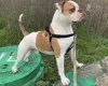 American Bulldog