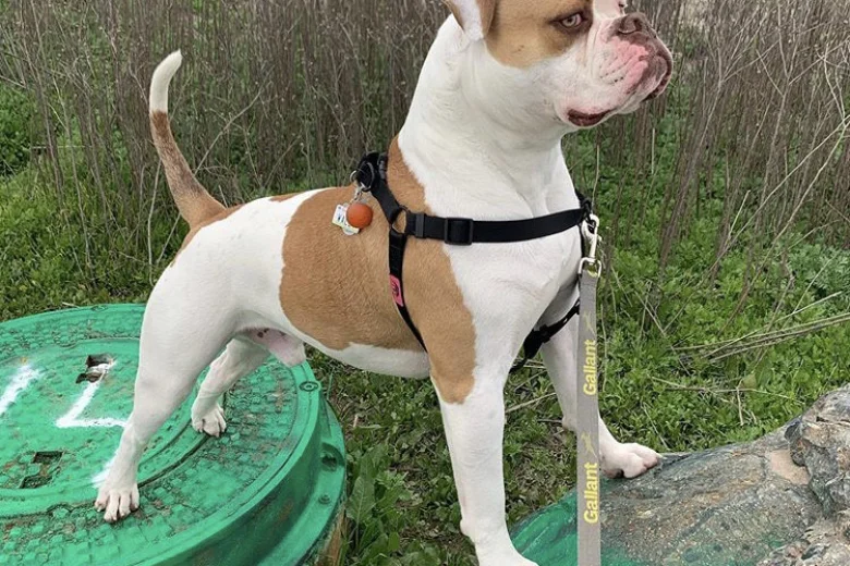 American Bulldog