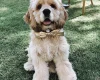 American Cocker Spaniel