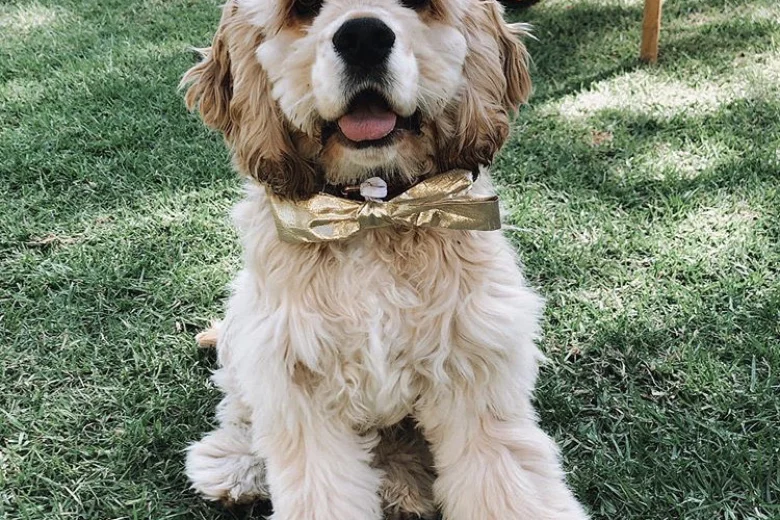 American Cocker Spaniel