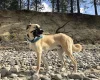 Anatolian Shepherd Dog
