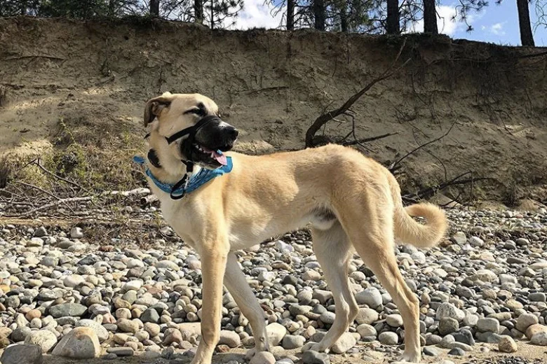 Anatolian Shepherd Dog
