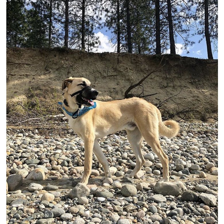 Anatolian Shepherd Dog