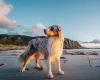 Australian Shepherd Dog