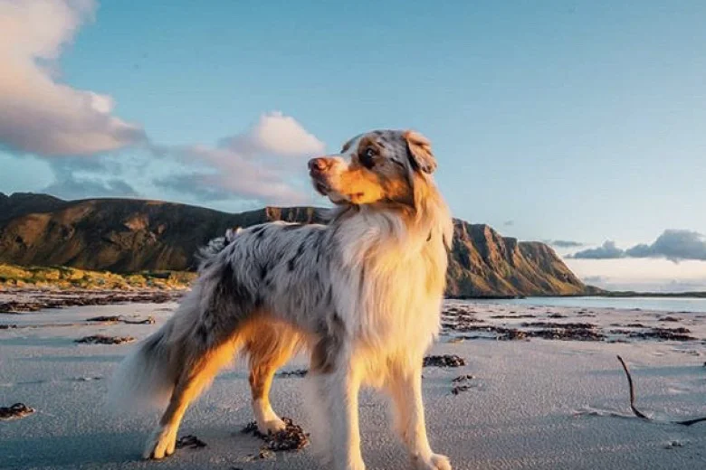 Australian Shepherd Dog