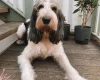 Basset Griffon Vendeen