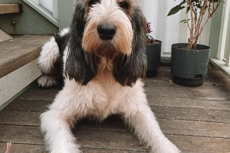 Basset Griffon Vendeen