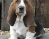 Basset Hound