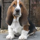 Basset Hound