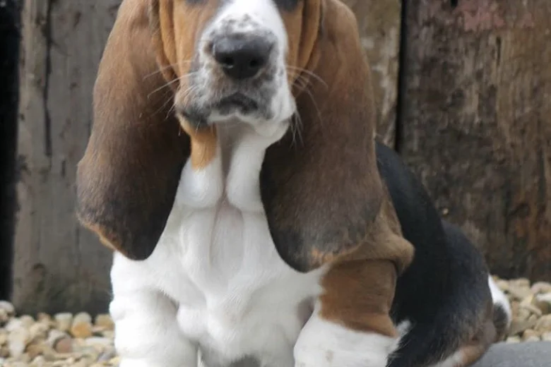 Basset Hound