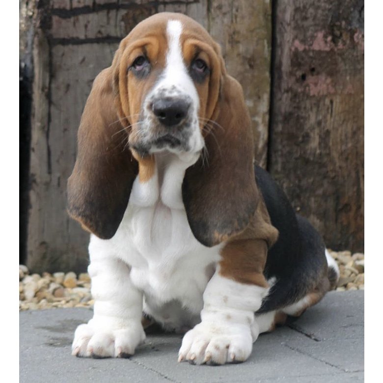 Basset Hound