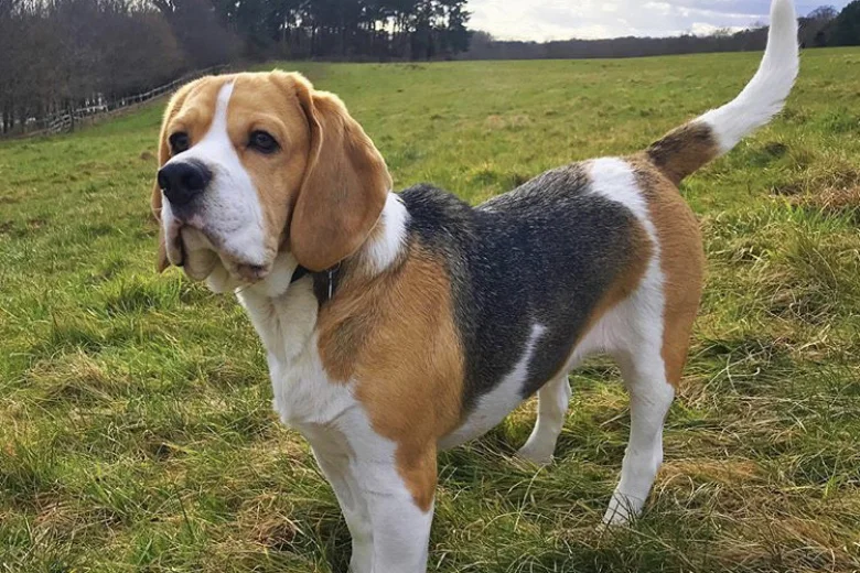 Beagle