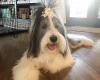 Bearded Collie