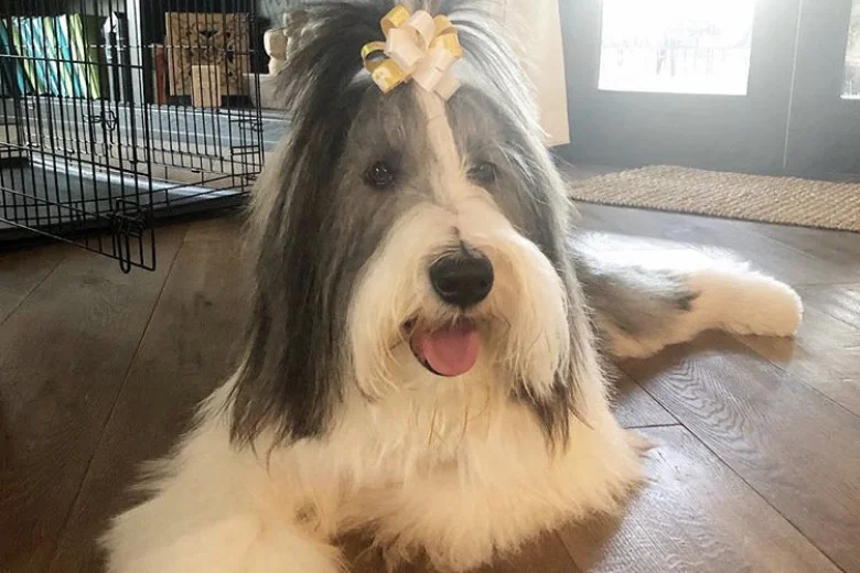Bearded Collie
