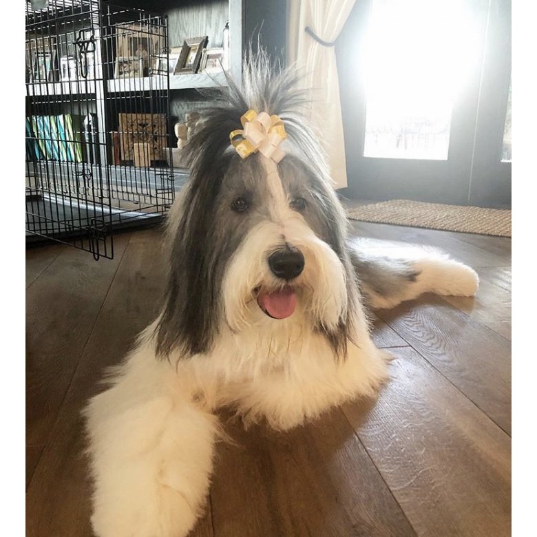 Bearded Collie