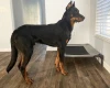 Beauceron