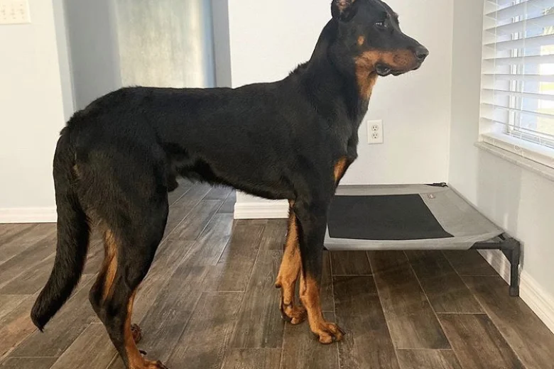Beauceron