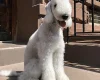 Bedlington Terrier