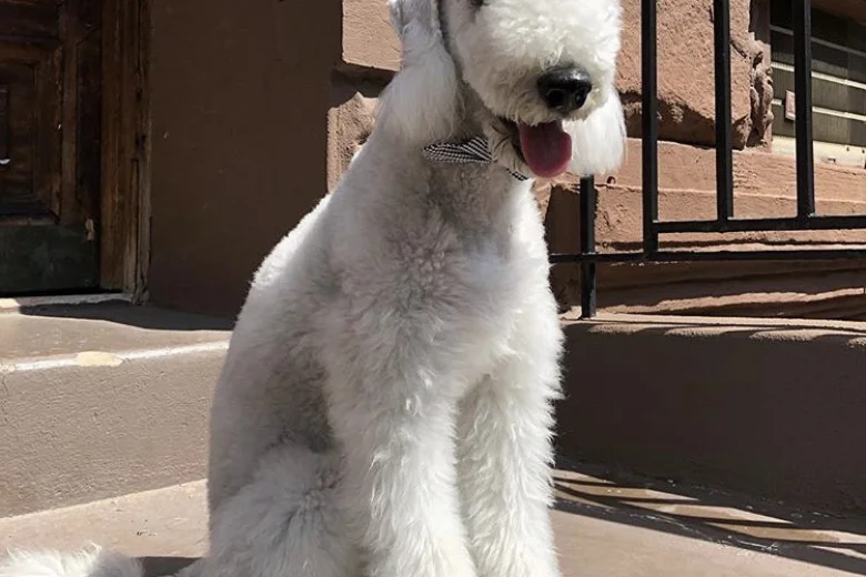 Bedlington Terrier