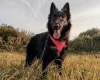 Belgian Shepherd Dog (Groenendael)