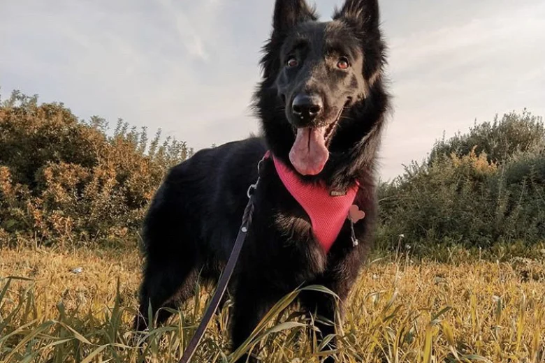Belgian Shepherd Dog (Groenendael)