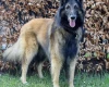 Belgian Shepherd Dog (Tervuren)