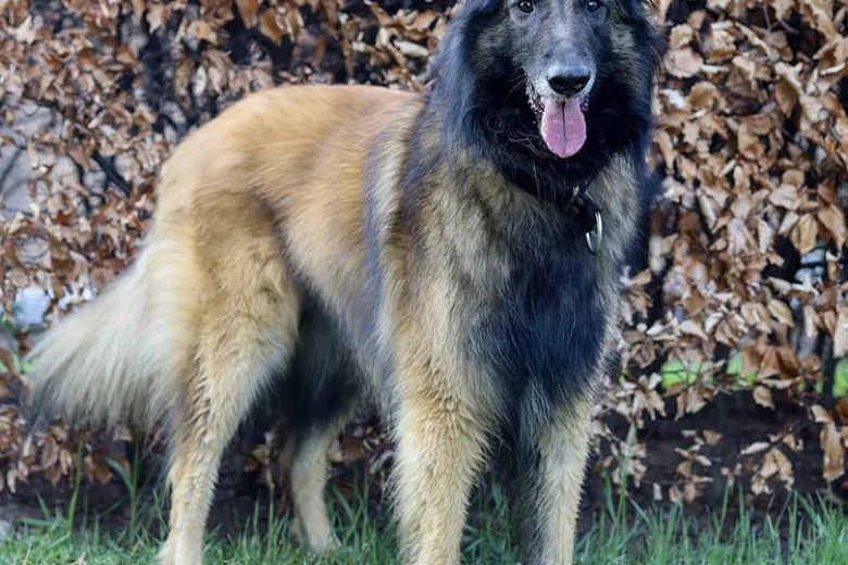 Belgian Shepherd Dog (Tervuren)