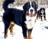 Bernese Mountain Dog
