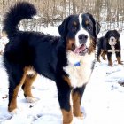 Bernese Mountain Dog