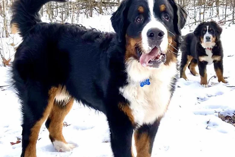 Bernese Mountain Dog