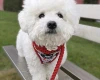 Bichon Frise