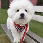 Bichon Frise