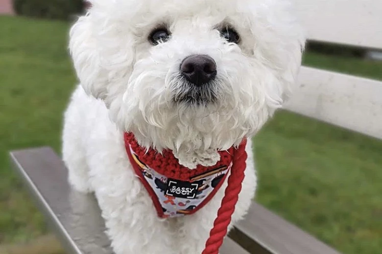 Bichon Frise