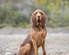 Bloodhound