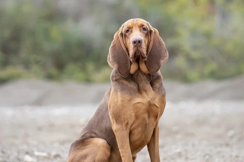 Bloodhound