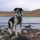 Border Collie