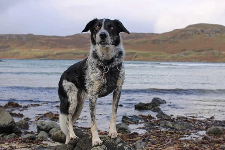 Border Collie