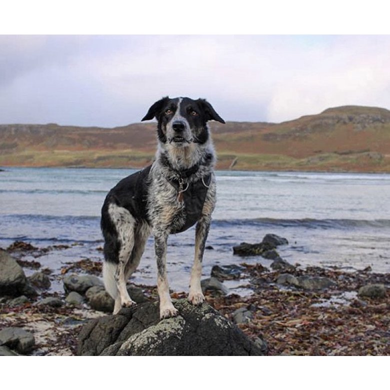 Border Collie