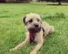 Border Terrier