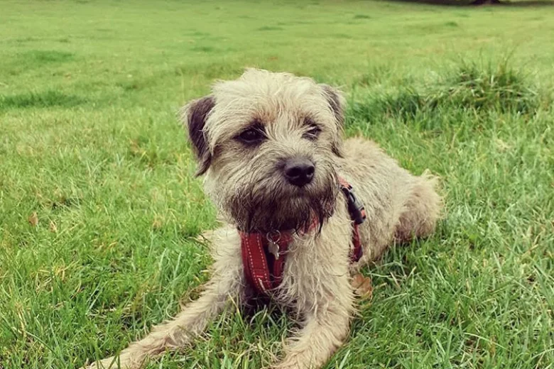 Border Terrier