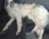 Borzoi