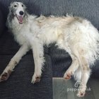 Borzoi