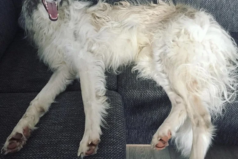 Borzoi