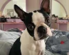 Boston Terrier